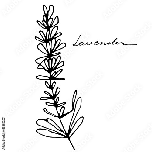 Vector image of lavender with the inscription Lavender. A sketch. Hand-drawn. Design of posters, postcards, invitations, design of weddings, holidays, decor, prints, textiles, wallpapers, tattoos.
