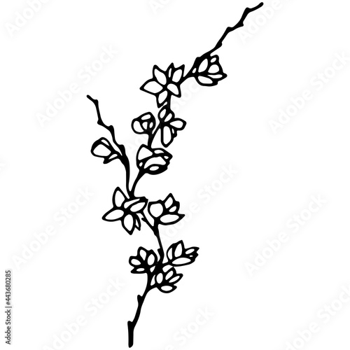 Vector image of a magnolia branch. A sketch. Hand-drawn. Design for fabric, print, wallpaper, tattoo, wedding.