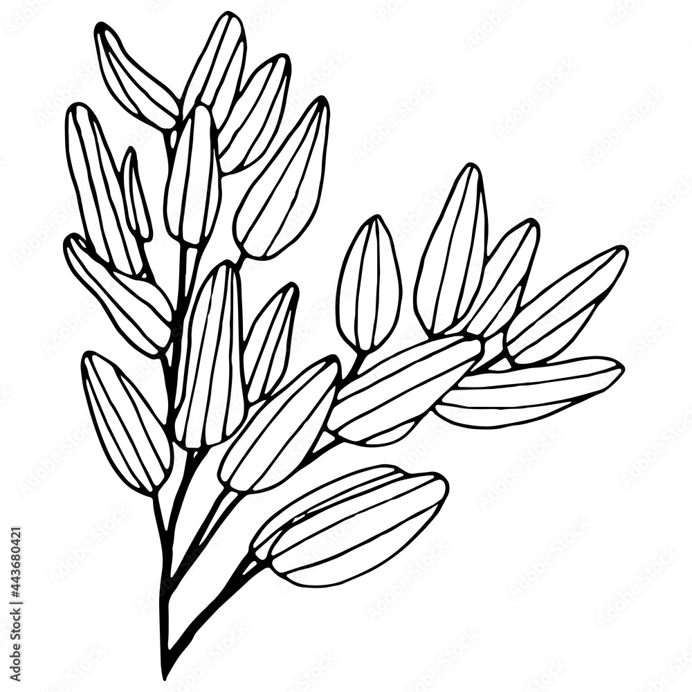 Vector illustration of a tree branch with leaves. Black outline. Design for fabric, print, wallpaper, paper, posters, tattoos.