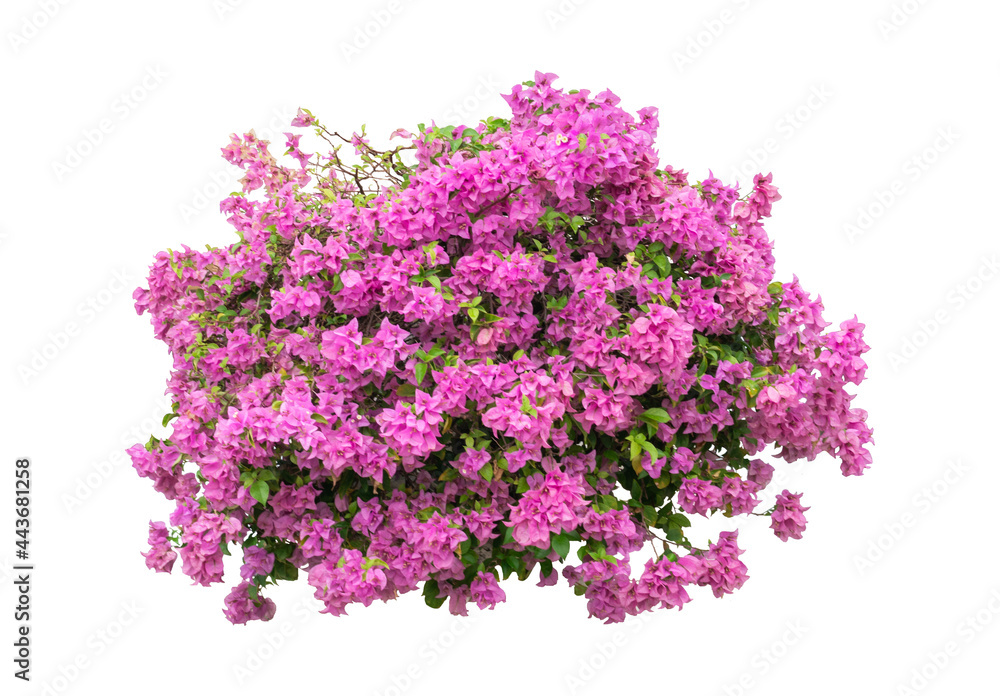 Tropical bush shrub flower green tree isolated on white background. This has clipping path Tropical bush shrub flower green tree isolated on white background. This has clipping path