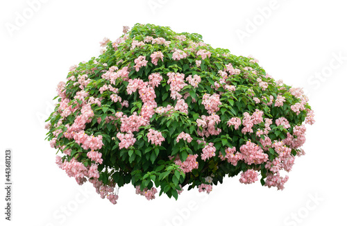 Tropical bush shrub flower green tree isolated on white background. This has clipping path
