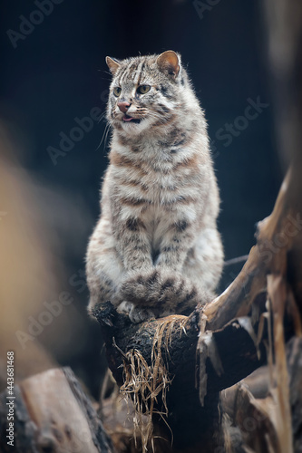 Portrait of adult Amur Forest Cat (Prionailurus Felis Bengalensis Euptilura). Far Eastern Cat is a northern subspecies of Leopard Bengal Cat. Small tige is sitting on tree branch, hunting for birds photo