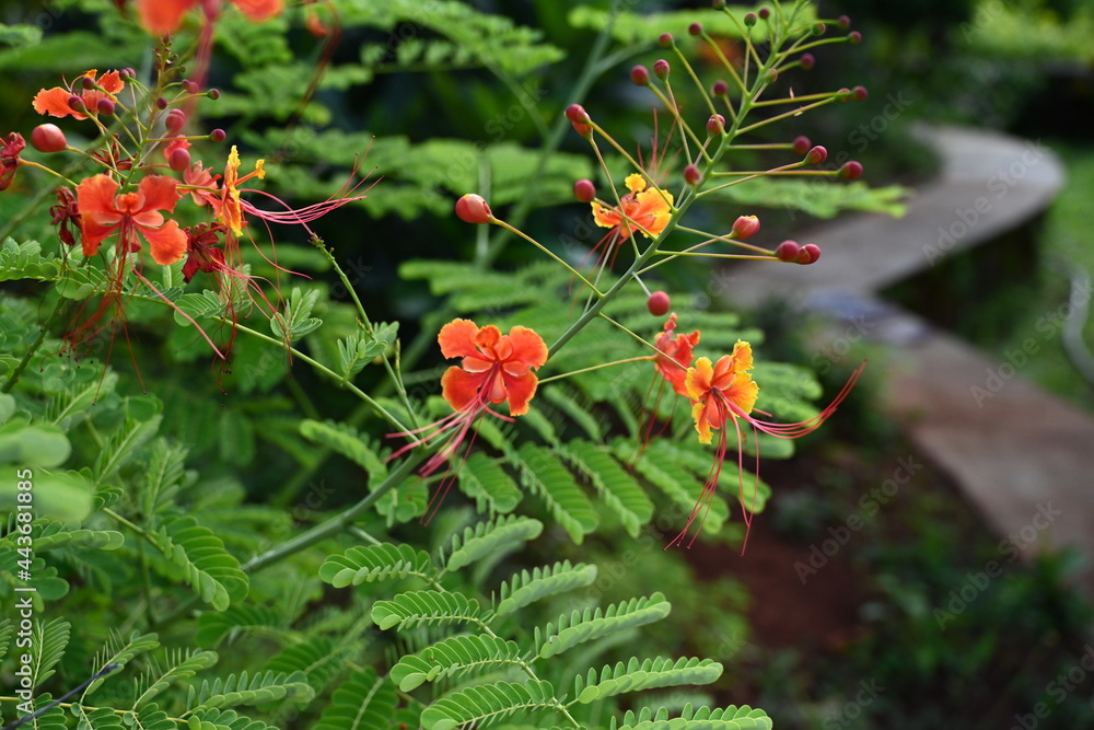 Obraz premium red and orange flowers