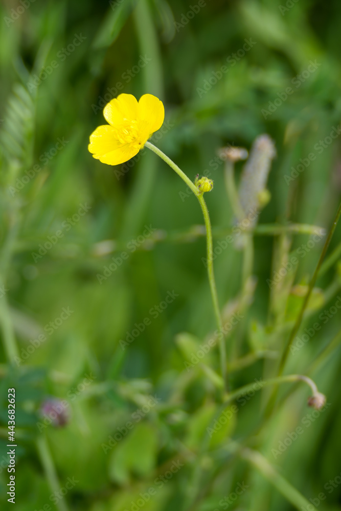 Obraz premium Crowfoot (Ranunculus acris L) flowering on a verge in summertime