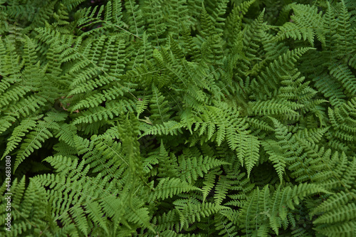Ferns with long blades with long green pinnas