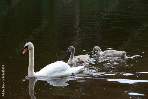 real swans