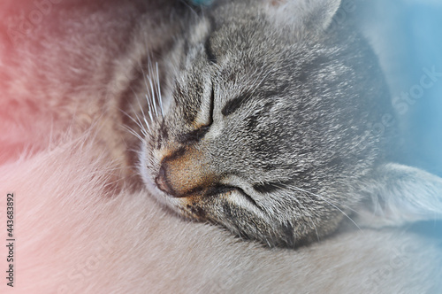 Snout sleeping gray cat close-up
