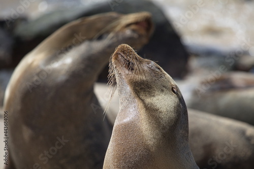 Closeup portrait of two Galapagos Fur Seals (Arctocephalus galapagoensis) kissing Galapagos Islands, Ecuador