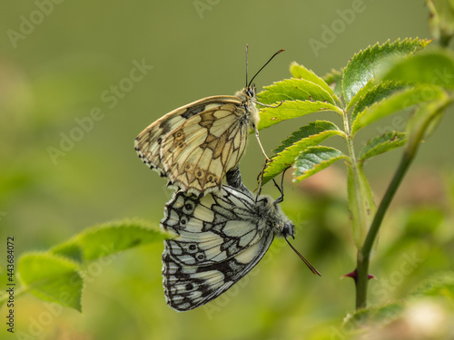 Marbled White Butterflies Mating