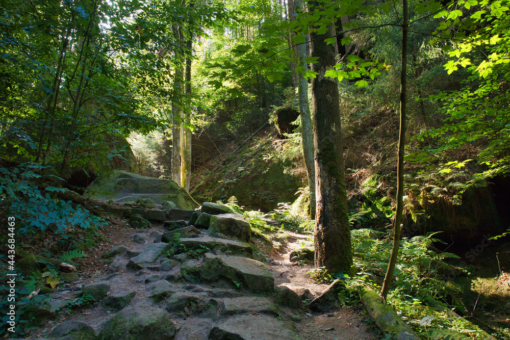 Obraz premium Steiler steiniger Wanderweg im sonnigen Wald mit Farnen und Felsen, Lichtstrahlen fallen durch das Blätterdach im Schindergraben, Sächsische Schweiz-Osterzgebirge, Sachsen, Deutschland