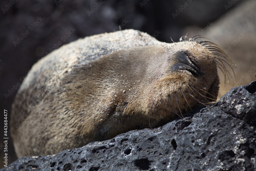Closeup portrait of Galapagos Fur Seal (Arctocephalus galapagoensis) head sleeping on rock Galapagos Islands Closeup portrait of Galapagos Fur Seal (Arctocephalus galapagoensis) head sleeping on rock Galapagos Islands
