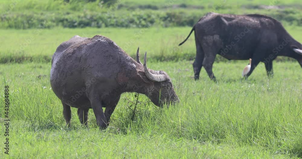 buffalo in the field buffalo in the field