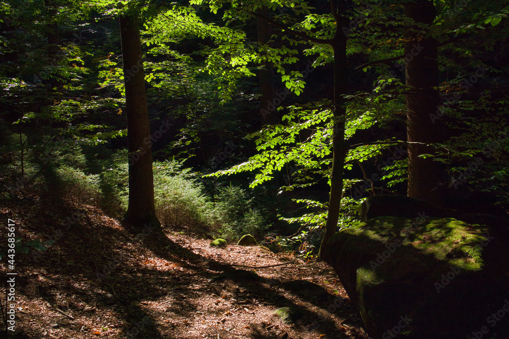 Fototapeta premium Sonnenstrahlen fallen durch das grüne Blätterdach eines Buchenwaldes, mystische Lichtstimmung auf einem Waldweg, Naturhintergrund, Landkreis Sächsische Schweiz-Osterzgebirge, Sachsen, Deutschland