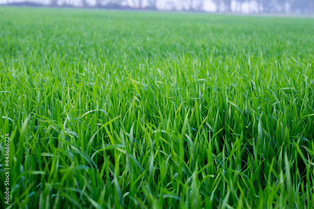 Fototapeta premium Young wheat plants growing on the soil, Amazingly beautiful endless fields of green wheat grass go far to the horizon.