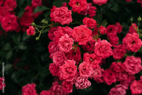 Tender red roses background. Closeup macro of summer flower. Selective focus.