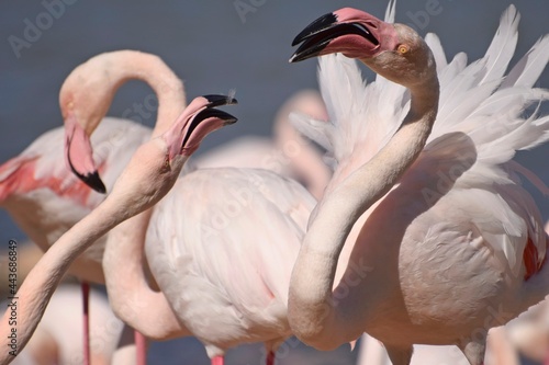 Quarrel between two flamingos close-up