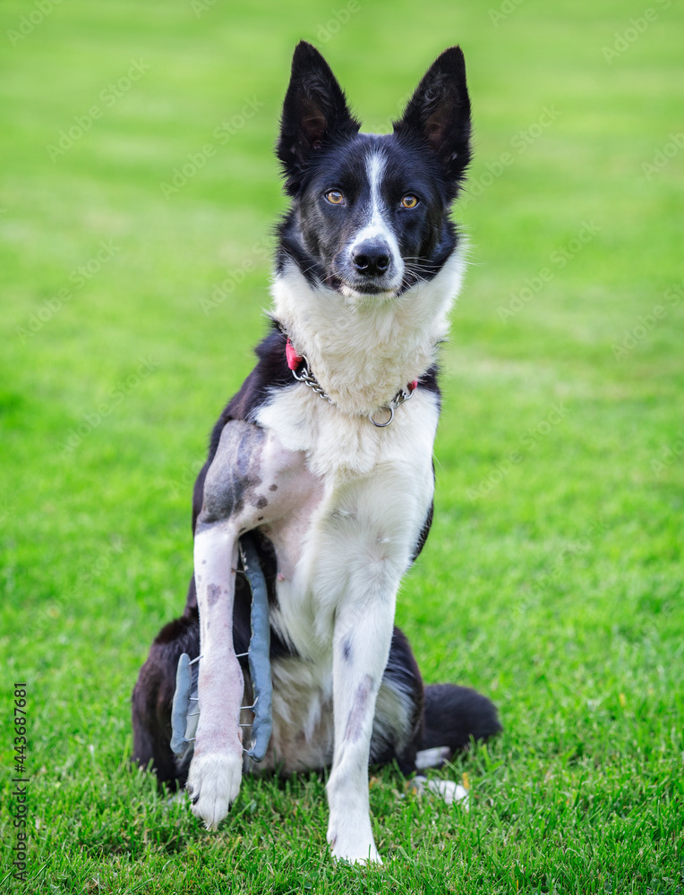 Border collie dog with shaved leg and splint with metal pins after surgery