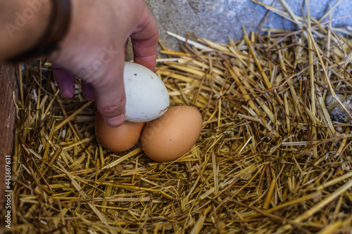 hand picking up freshly laid chicken eggs in the straw on the farm