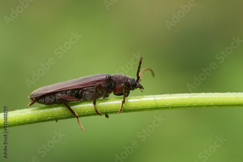 A Longhorn Beetle  Arhopalus rusticus  resting on a plant stem in woodland.