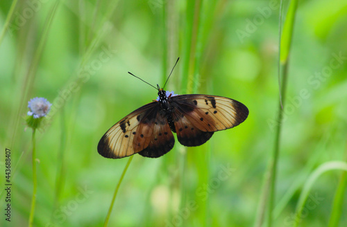 Acraea Butterfly in Bush of Zambia South African Region Africa photo