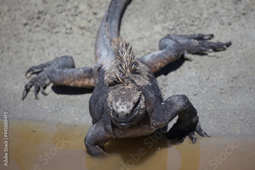 Close-up head on portrait of Marine Iguana (Amblyrhynchus cristatus) crawling into water Galapagos Islands photo