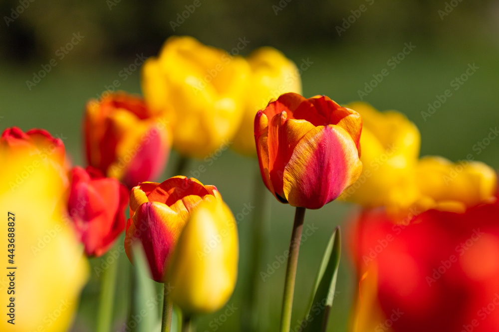 Tulip Amazing flower nature red yellow