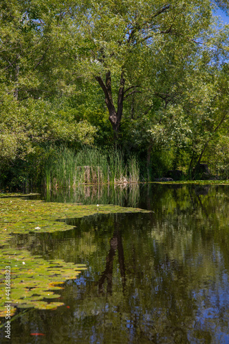 Fototapeta Naklejka Na Ścianę i Meble -  Nature lake evergreen trees green