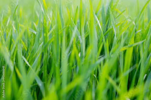 Young wheat plants growing on the soil, Amazingly beautiful endless fields of green wheat grass go far to the horizon.