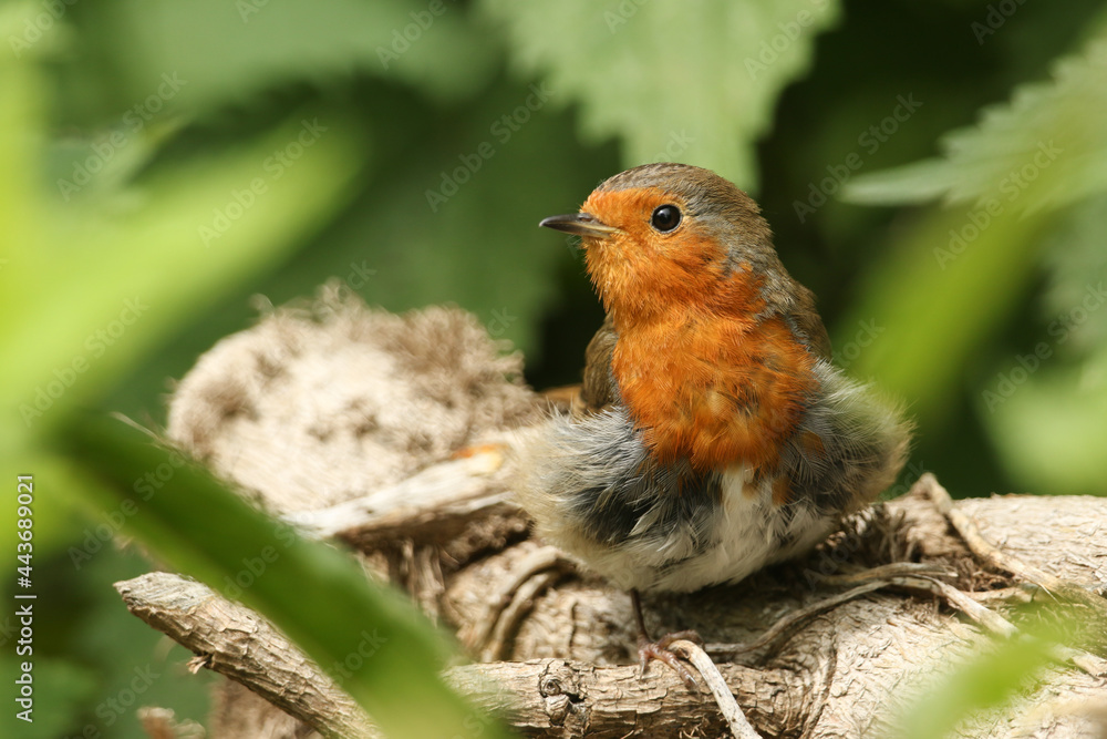 A sunbathing Robin, Erithacus rubecula, perching on a log. A sunbathing Robin, Erithacus rubecula, perching on a log.
