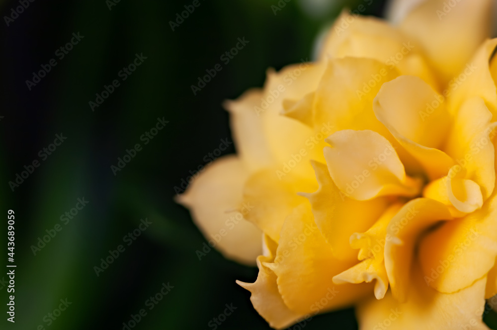 yellow flower isolated on black background