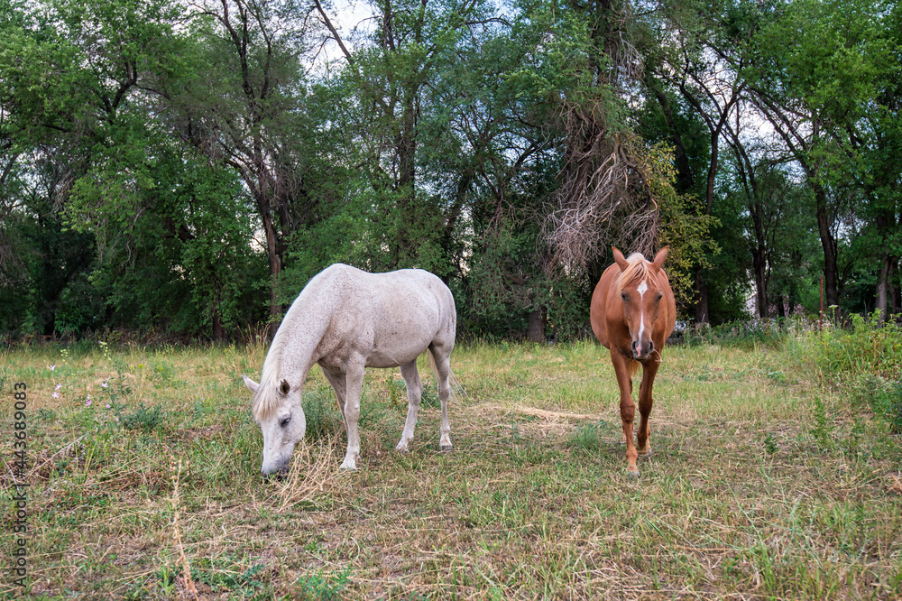 Obraz premium horses in the meadow