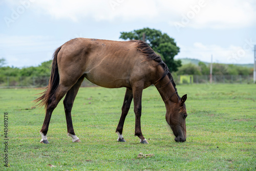 A horse eating from the grass