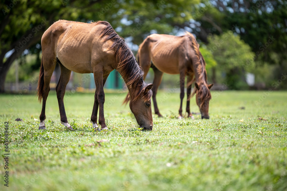 Horse couple eating from the grass Horse couple eating from the grass
