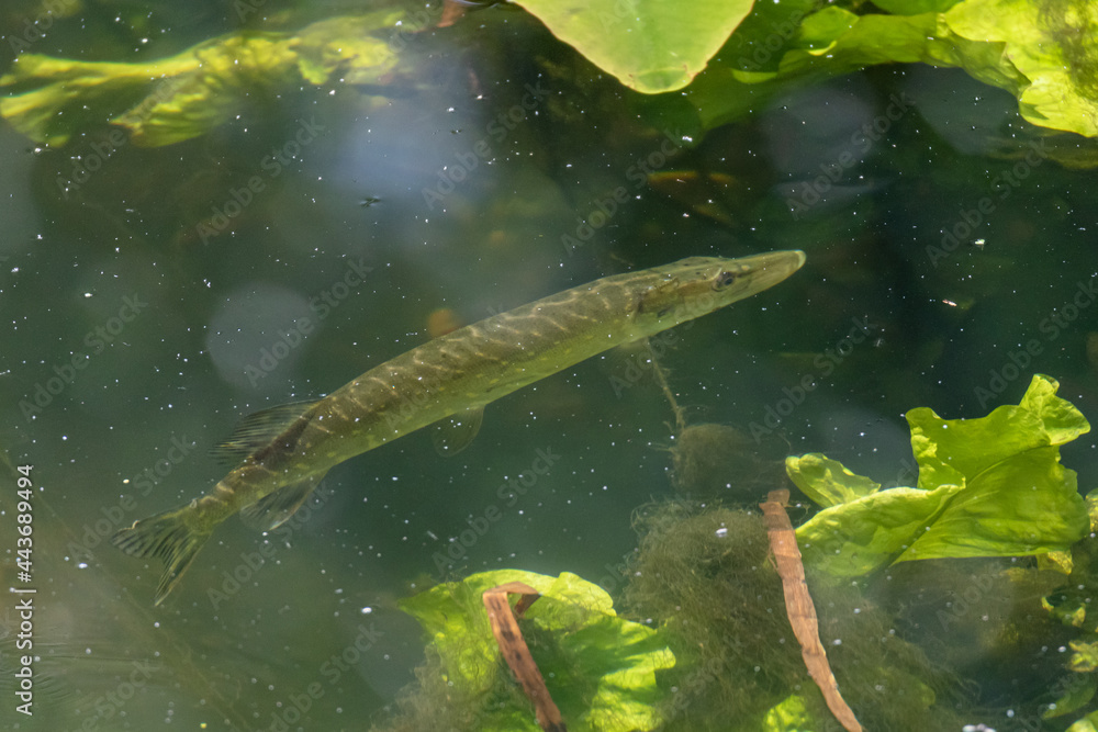 Young pike fish in the river Colne, England, UK Young pike fish in the river Colne, England, UK