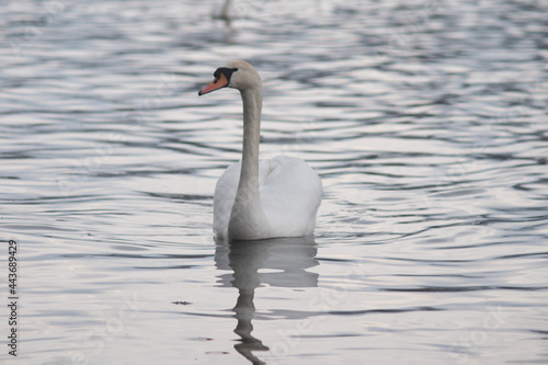 Fototapeta Naklejka Na Ścianę i Meble -  Swan sails on water