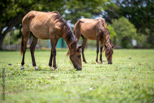 Horse couple eating from the grass