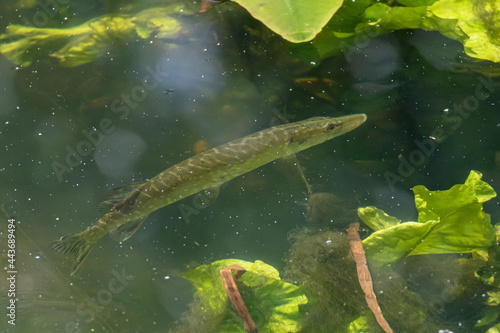 Young pike fish in the river Colne, England, UK