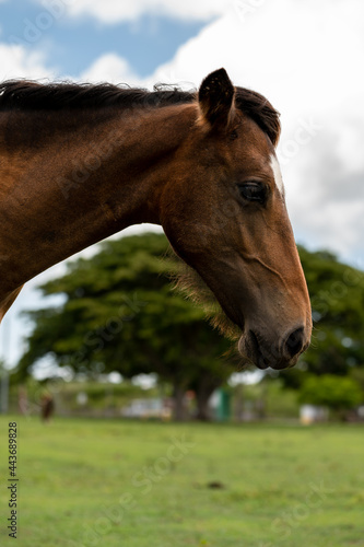 A horse while walking in the forest.