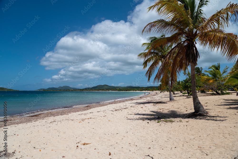 Fototapeta premium Sun Bay Beach in Vieques, Puerto Rico is one of the most beautiful beaches on the island
