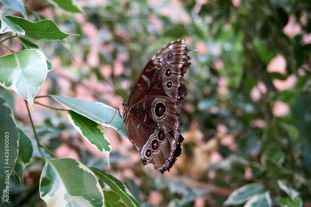 Obraz premium close up of a brown peacock butterfly eating