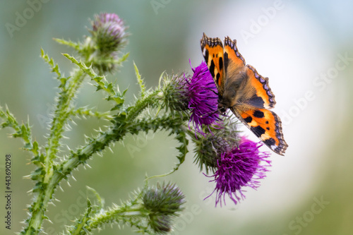 Small tortoiseshell butterfly (Aglais urticae) perching on a thistle flower