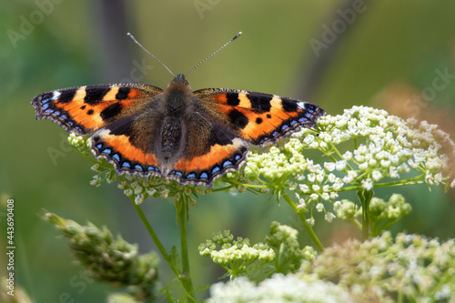 Small tortoiseshell butterfly (Aglais urticae) perching on a white wildflower