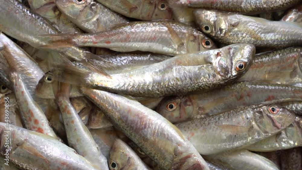 Goatfish, mullet. Fresh seafood, fish Market. Diet, Mediterranean cuisine, fish market, healthy foods Goatfish, mullet. Fresh seafood, fish Market. Diet, Mediterranean cuisine, fish market, healthy foods