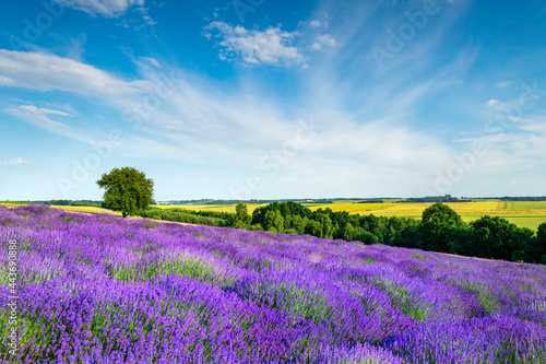 Beautiful lavender field against blue cloudy sky