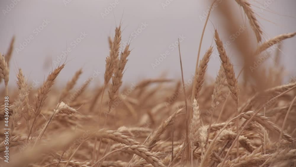 Wheat field. Spikelets in the wind. Sky. A static frame Wheat field. Spikelets in the wind. Sky. A static frame