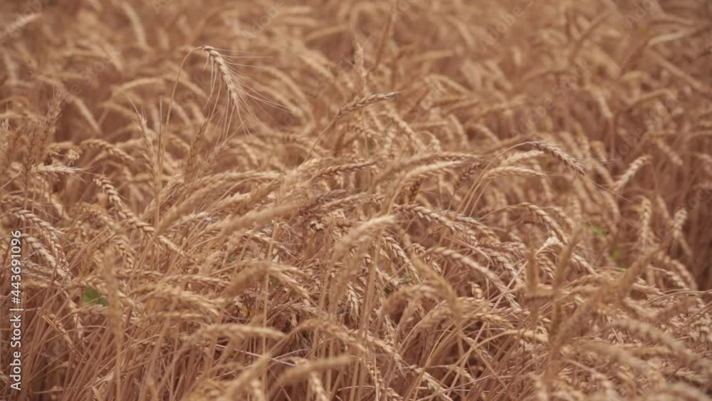 Wheat field. Spikelets in the wind. Smooth movement Wheat field. Spikelets in the wind. Smooth movement