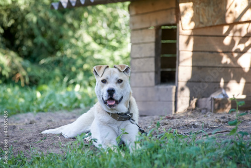young watchdog at his kennel