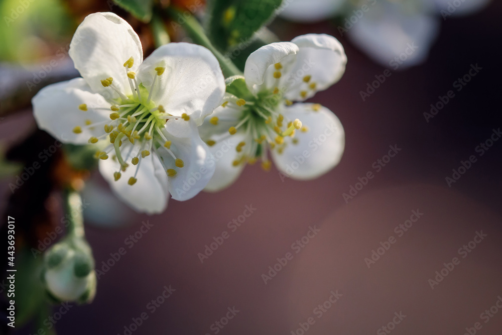 Close-up photo of apple blossoms blooming outdoors Close-up photo of apple blossoms blooming outdoors