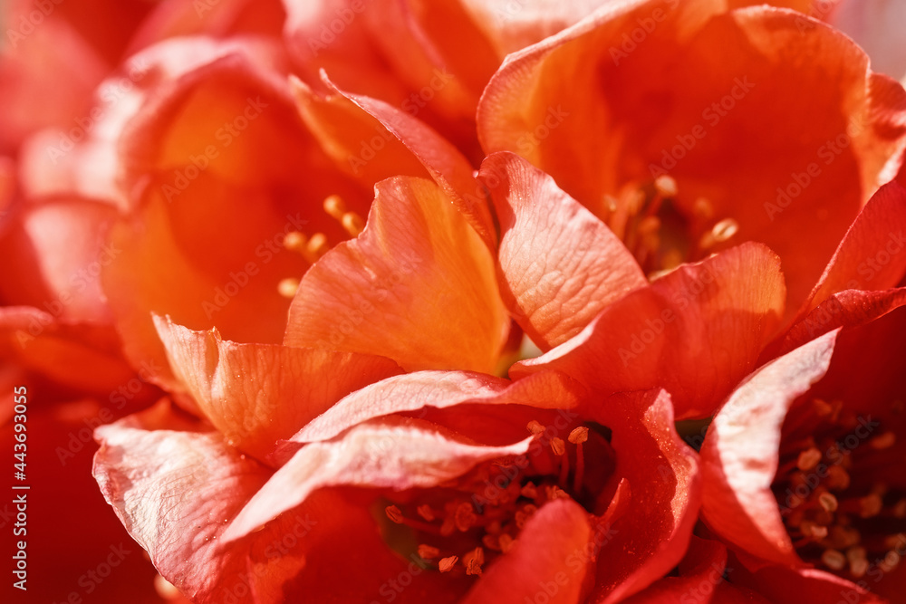 Red flowers of bush of Chaenomeles japonica Red flowers of bush of Chaenomeles japonica