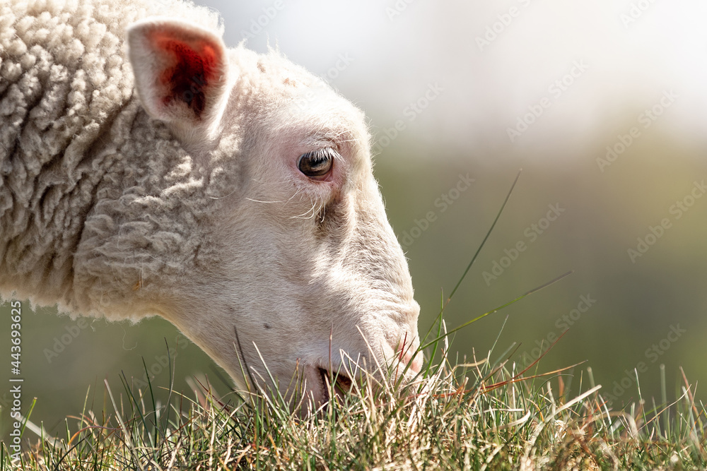 A close-up portrait of a sheep's head profile A close-up portrait of a sheep's head profile
